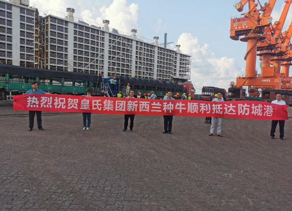 漂洋過海9000公里，優(yōu)質(zhì)新西蘭奶牛順利到港！