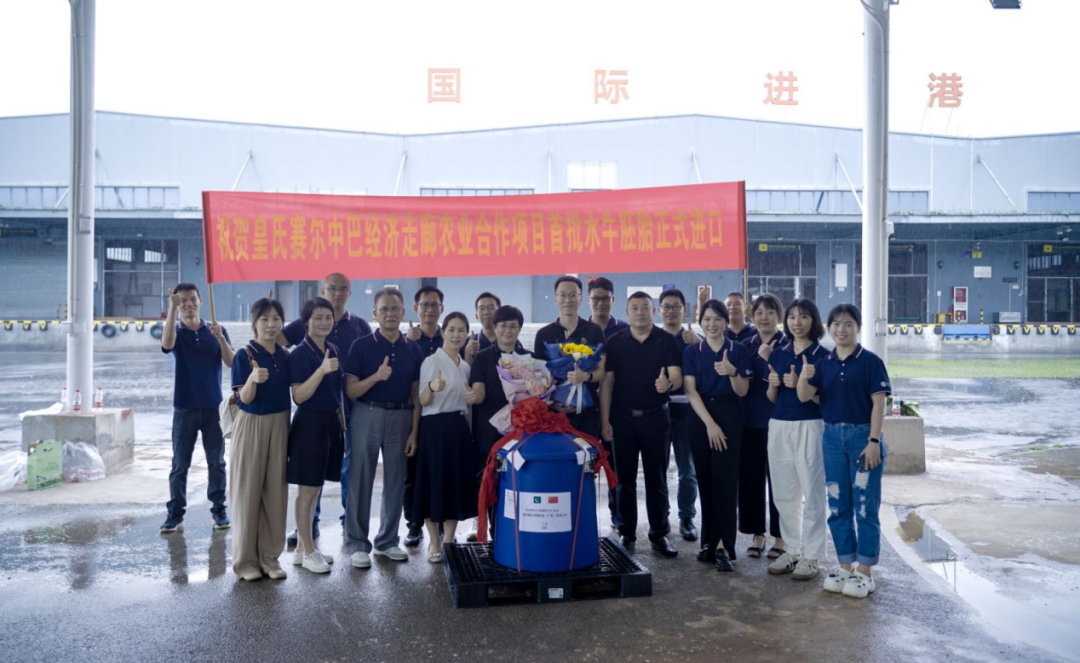 重磅！全國(guó)首批5000枚進(jìn)口巴基斯坦優(yōu)質(zhì)奶水牛胚胎入境，第一時(shí)間落戶皇氏集團(tuán)投入奶水牛改良繁育生產(chǎn)